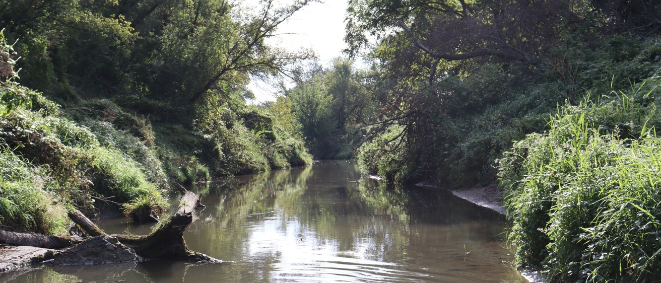 Tree-lined stream winding through dense vegetation.